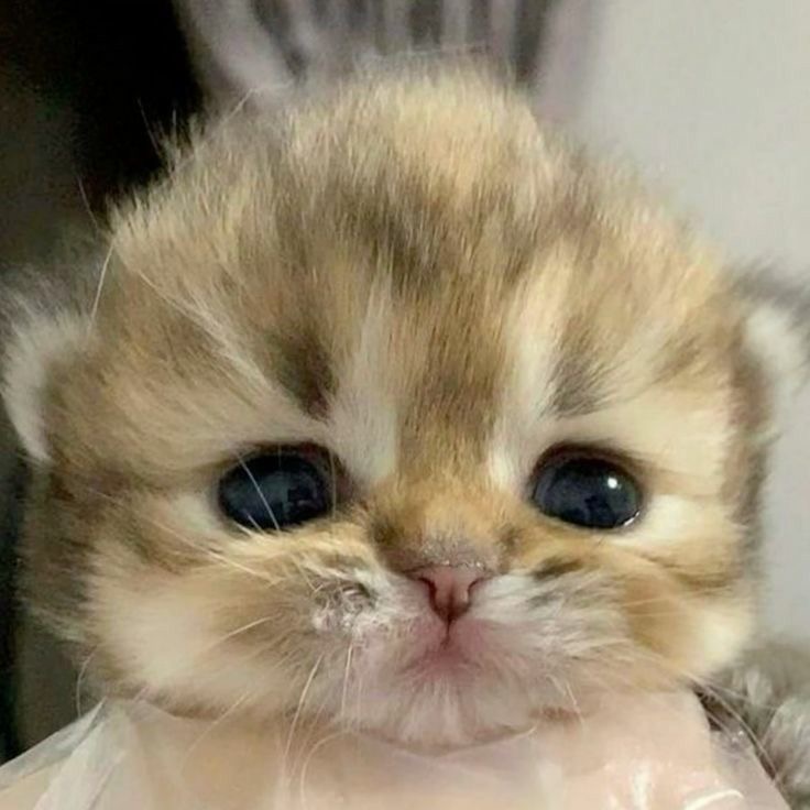 ㅍㄹㅍ