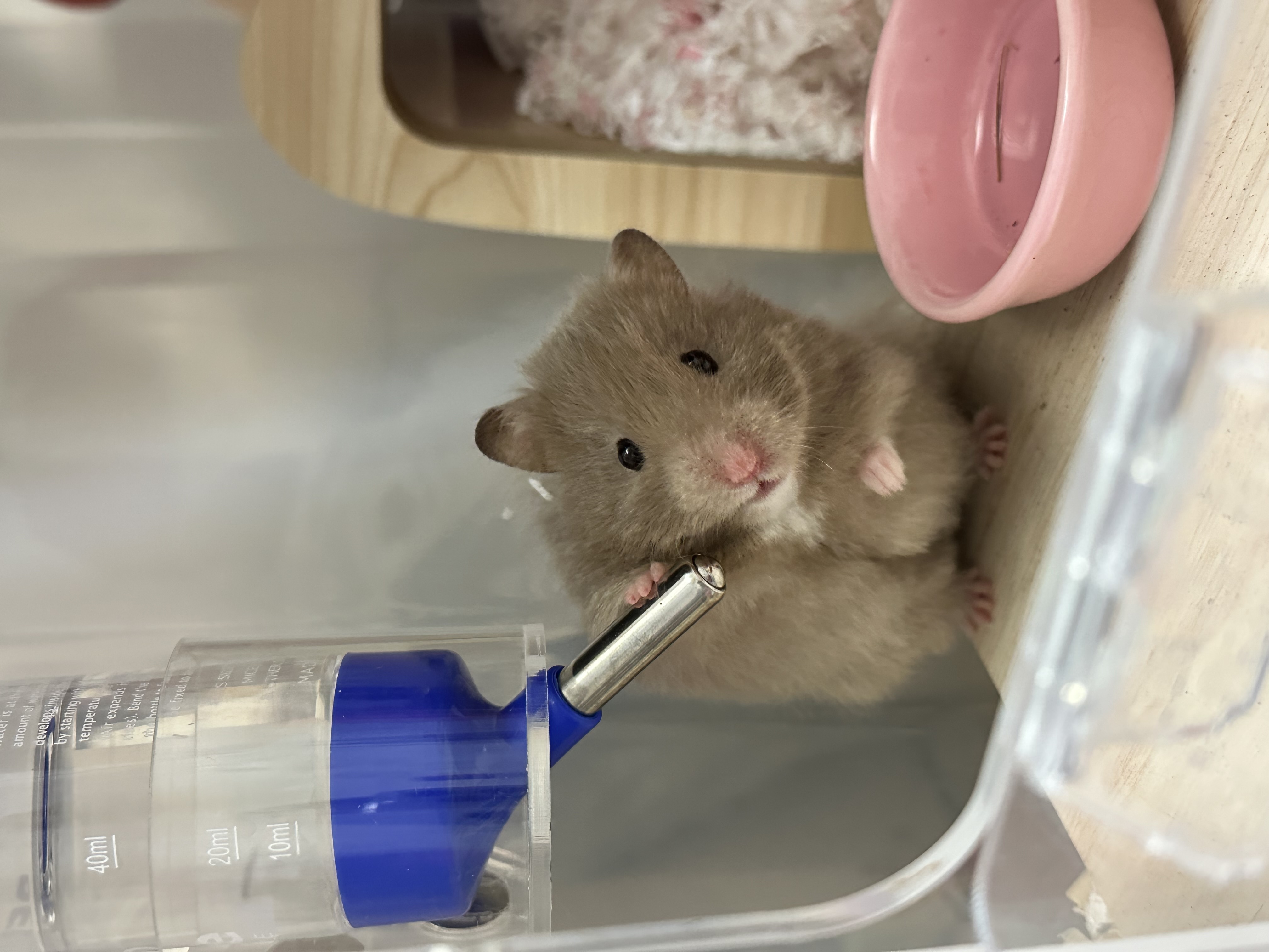 저희 집 햄찌입니다